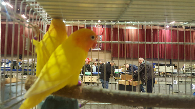 Foto: Agaporniden op de Vogelmarkt in Zwolle
