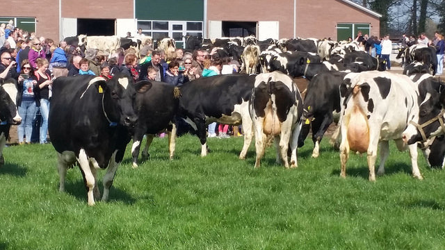 Koeiendans bij boer Harold van Vilsteren - Berkum Zwolle