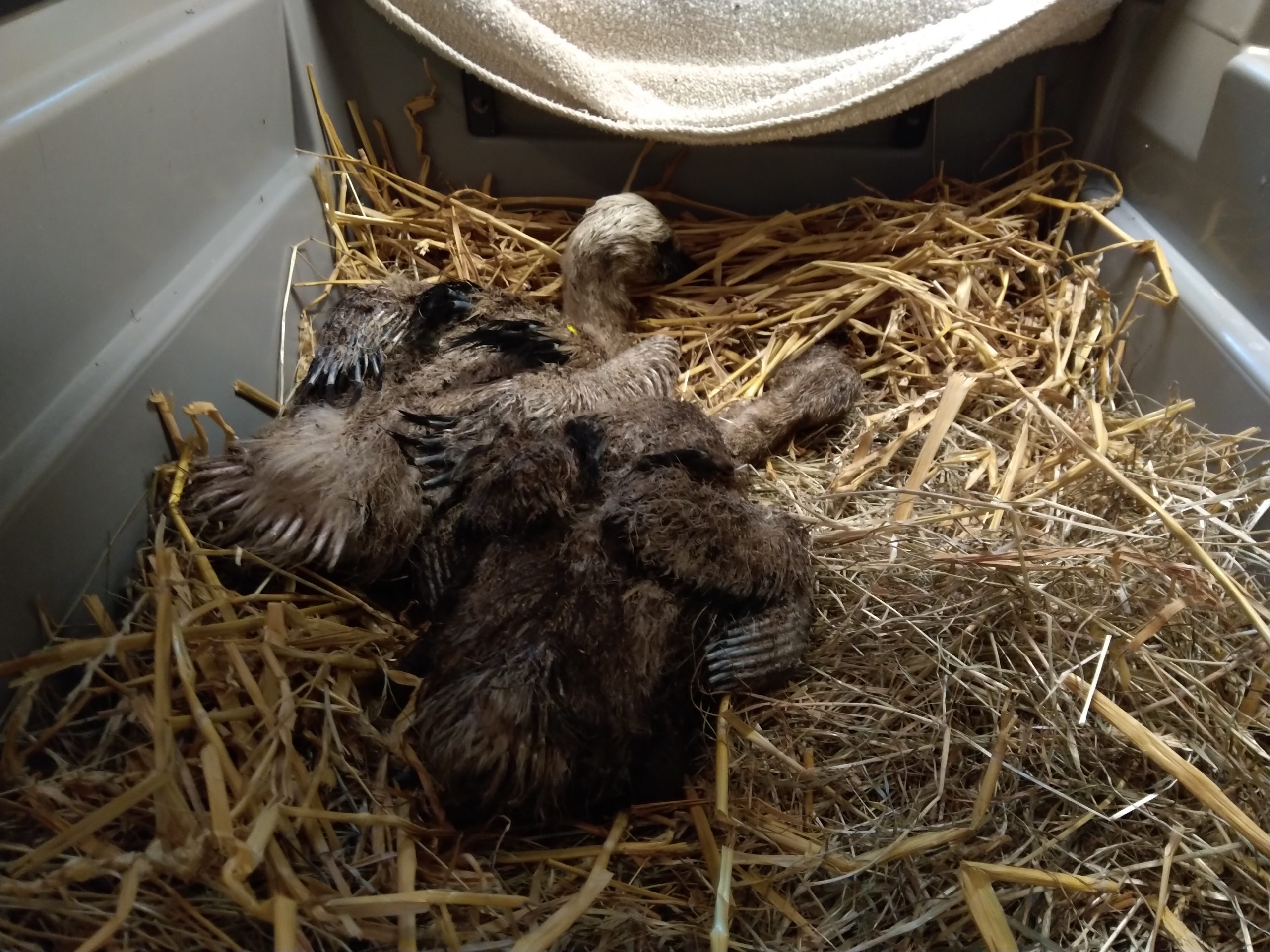 Ooievaarsnest in Westenholte ingestort, dierenambulance redt 2 kuikens