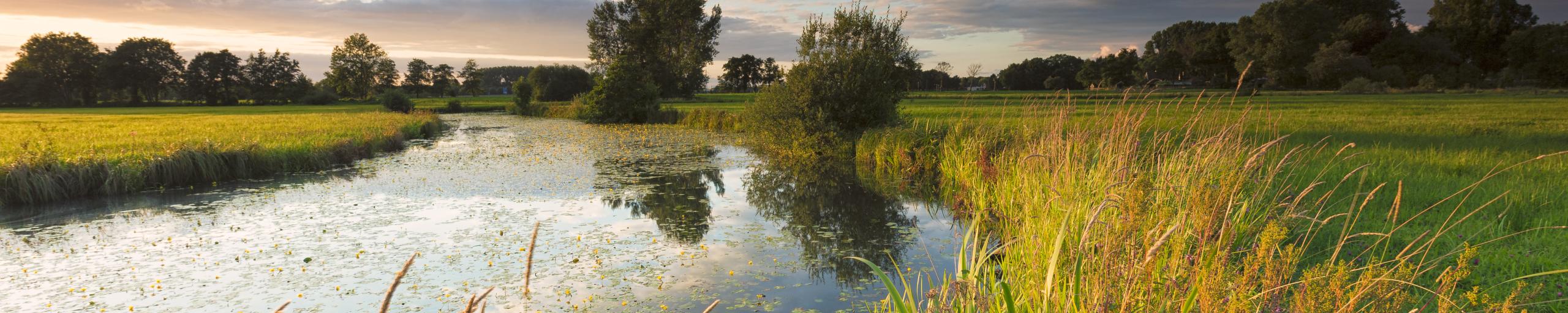Naar lucht happende vissen door weinig zuurstof in De Reest RTV Focus
