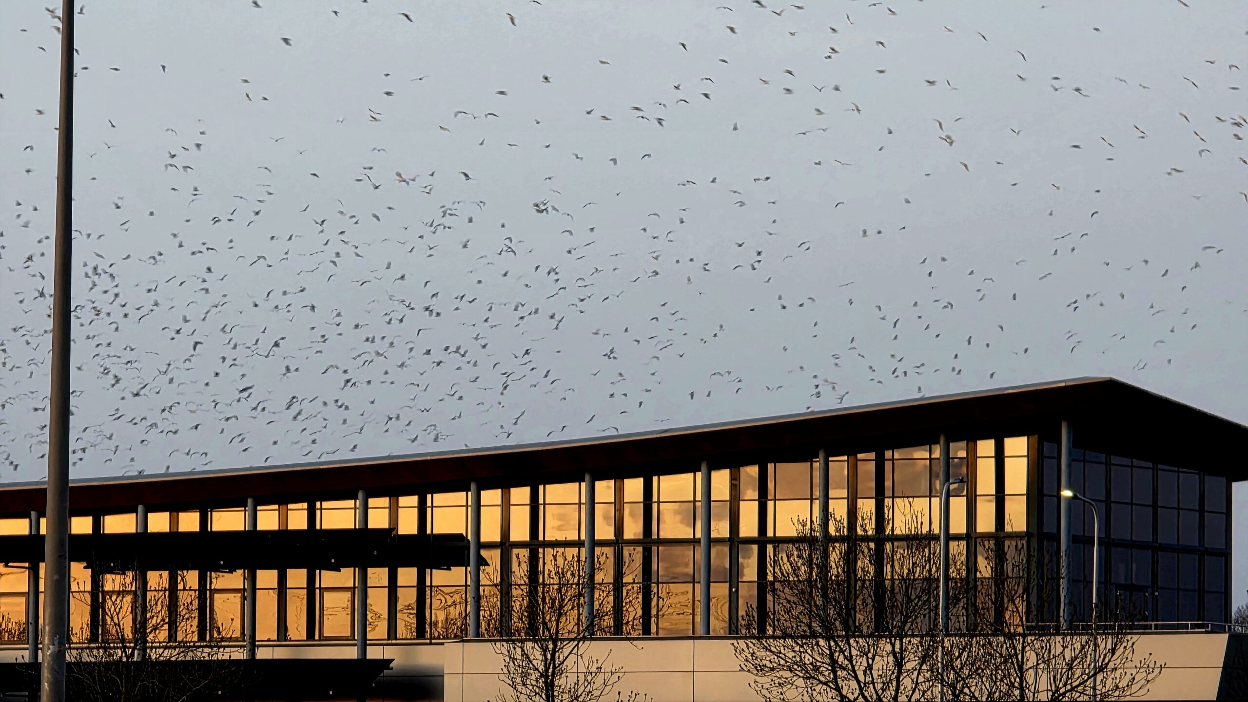Zwerm meeuwen boven woningcorporatie SWZ vliegens in de richting van het Albert Heijn distributiecentrum (naast SWZ) - Foto © RTV Focus Zwolle