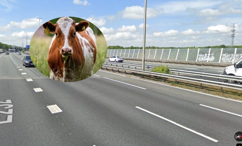 Koe aangereden midden op A28