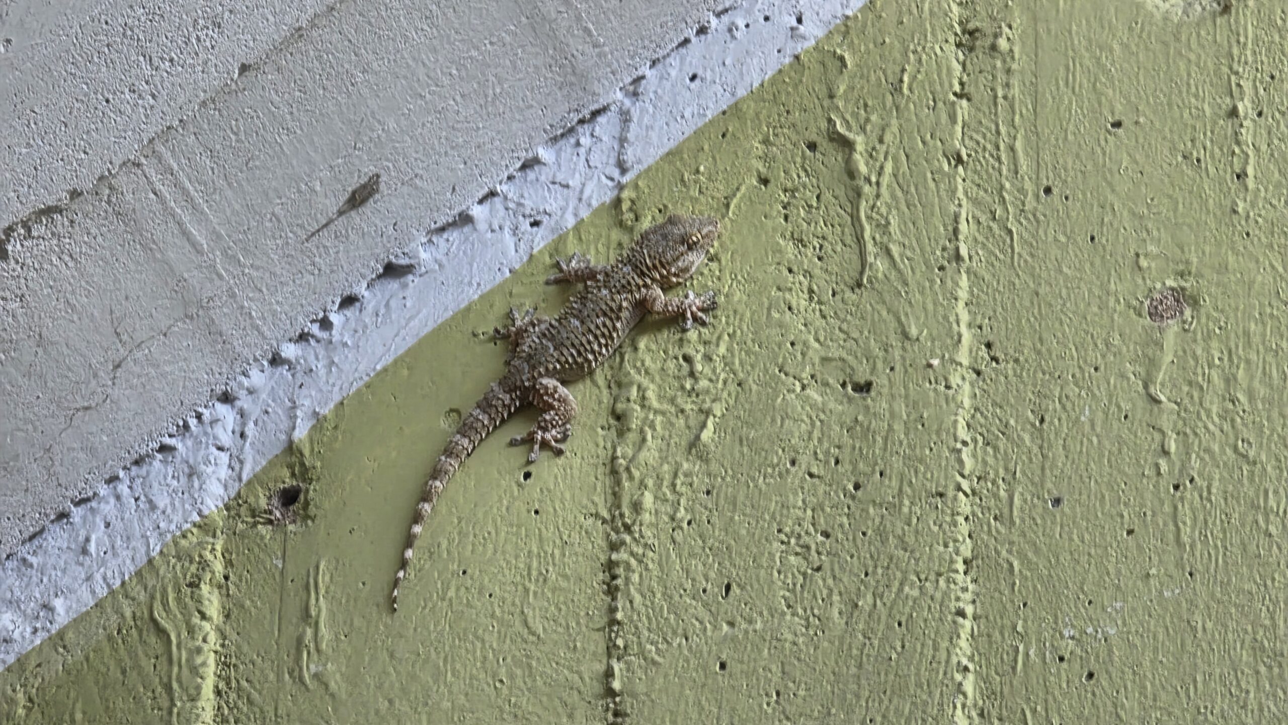 Muurgekko's komen veel voor in Zuid Europa, zoals hier in Italië bij het Gardameer. Ze komen in Nederland terecht doordat ze meereizen in de bagage van vakantiegangers - Foto © RTV Focus Zwolle