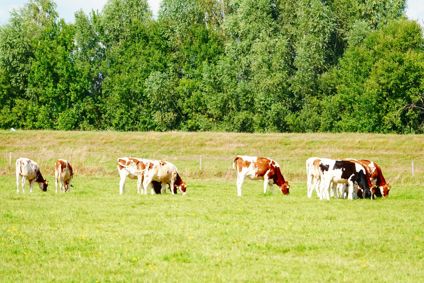 Pinken in de wei naast de Aalvangersweg in Zwolle. Ook hier staat een bord 'Pas op Wolf actief! - Foto © RTV Focus Zwolle