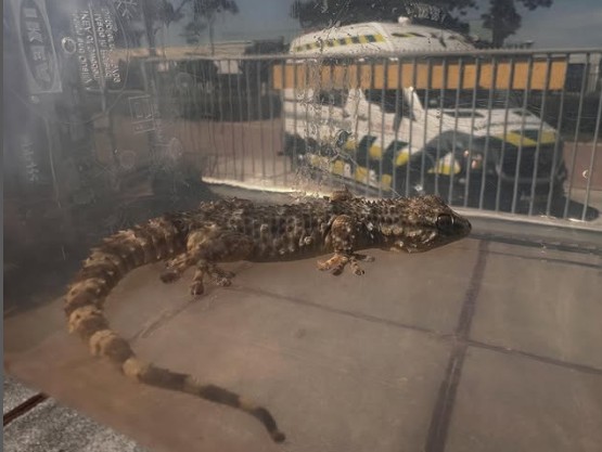 Muurgekko in de gordijnen - Foto via Dierenambulance