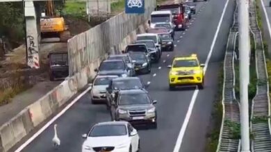 Zwaan op de rijbaan van de A2 bij Gorinchem - Beeld videostill Rijkswaterstaat