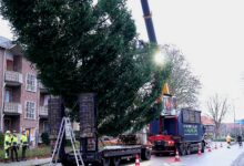 Kerstboom voor Grote Markt Zwolle met kraan uit woonwijk getakeld door Rova – omzagen Hanekamp, voorbereiding kerstverlichting.