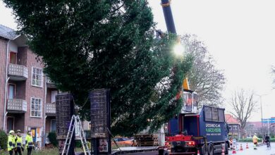Kerstboom voor Grote Markt Zwolle met kraan uit woonwijk getakeld door Rova – omzagen Hanekamp, voorbereiding kerstverlichting.