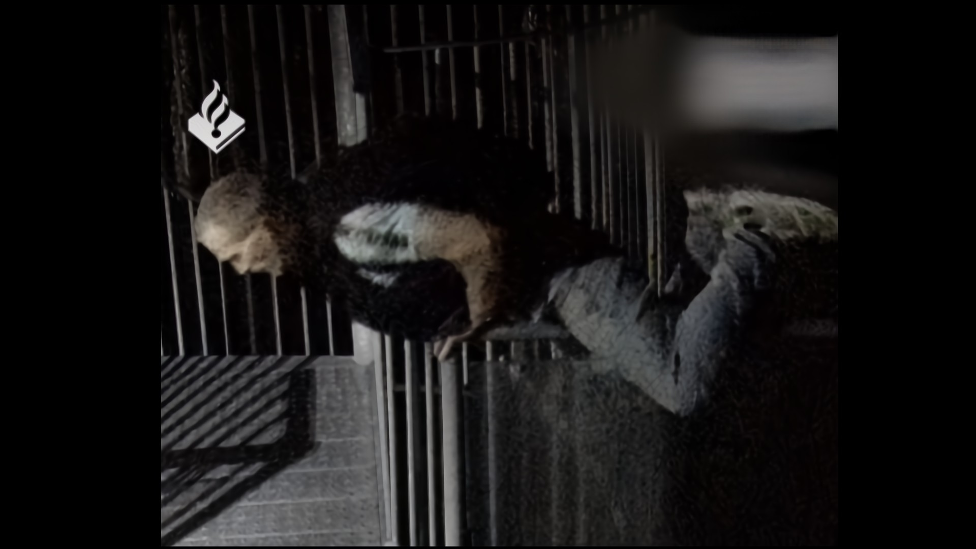 Freerunner breekt dakkoepel open en daalt met touw af in school