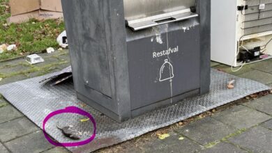 Dode rat naast een ondergrondse afvalcontainer bij studentenflat Verhoefbelt in Zwolle door afvaloverlast.