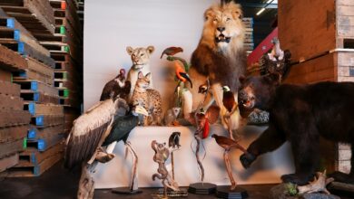 Inspecteurs nemen beschermde opgezette dieren in beslag tijdens actie tegen wildlife crime