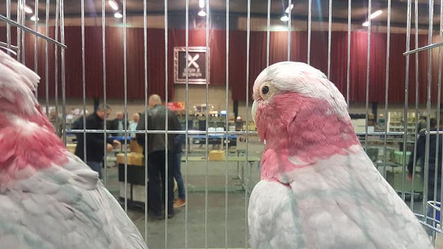 Roze kaketoes tijdens de Zwolse Vogelmarkt in de IJsselhallen in Zwolle.